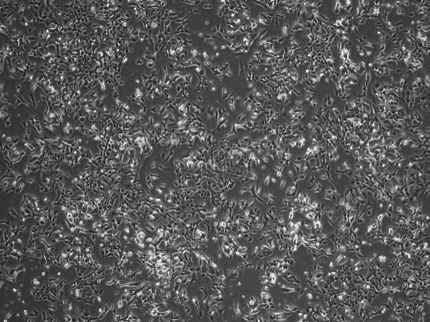 GL261 Mouse Glioma Cell Line-M8-0301