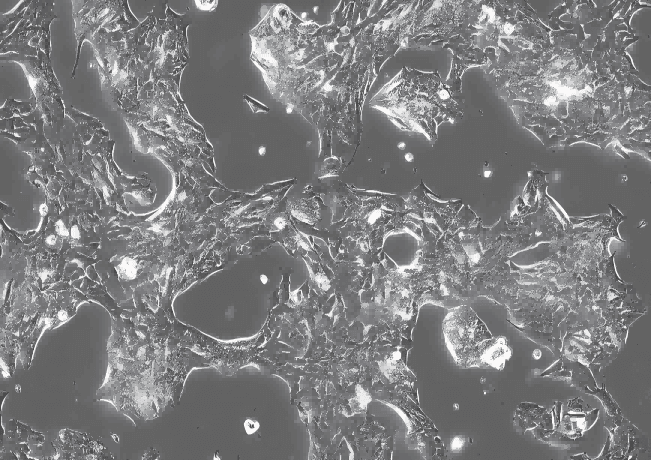 GL261 Mouse Glioma Cell Line with LUC-M8-0302