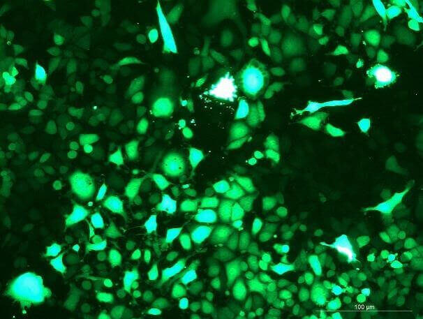 GL261 Mouse Glioma Cell Line with GFP-M8-0303
