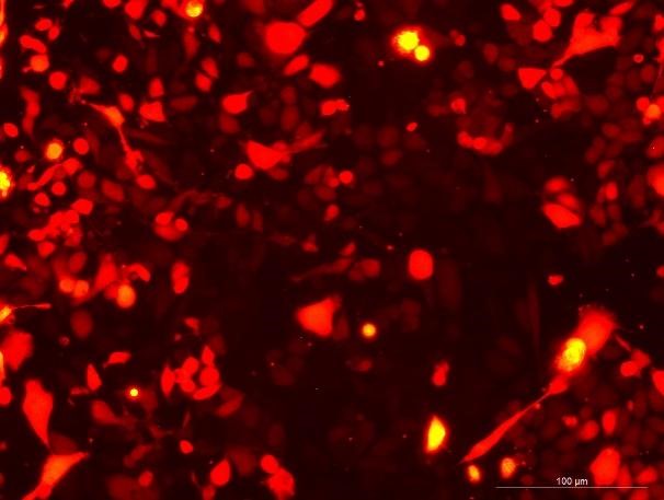 GL261 Mouse Glioma Cell Line with RFP-M8-0304