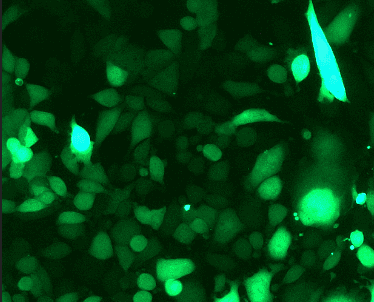 GL261 Mouse Glioma Cell Line with Luciferase & GFP-M8-0305
