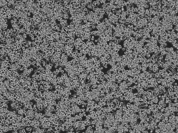 BV-2 Mouse Microglial Cell Line-M8-0701