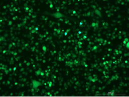 BV-2 Mouse Microglial Cell Line with GFP-M8-0703