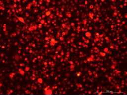 BV-2 Mouse Microglial Cell Line with RFP-M8-0704