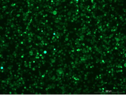 BV-2 Mouse Microglial Cell Line with Luciferase & GFP-M8-0705