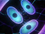 How to Identify Mesenchymal Stem Cells (MSCs)
