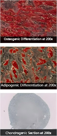 MSC tri‑lineage differentiation: Alizarin Red S (osteogenic), Oil Red O (adipogenic), Alcian Blue pellet culture (chondrogenic).