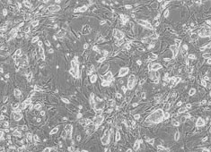 129 Mouse Embryonic Stem Cells