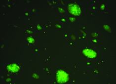 129 Mouse Embryonic Stem Cells With GFP