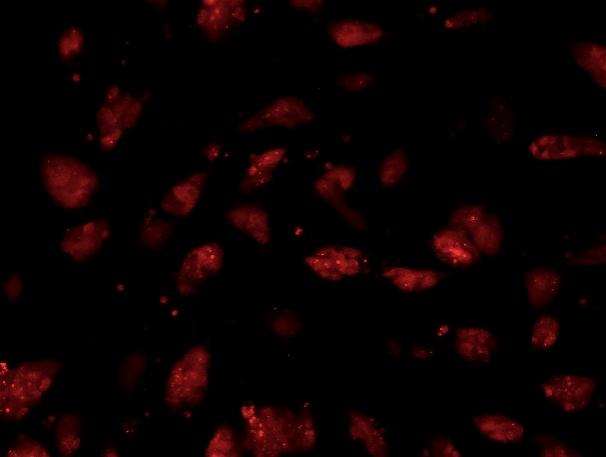 129 Mouse Embryonic Stem Cells With RFP