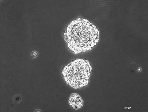 129 Mouse Neural Stem Cells