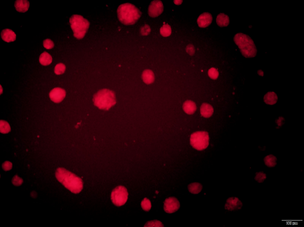 C57BL/6 Mouse Embryonic Stem Cells With RFP