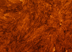 OriCell™ C57BL/6 Mouse Bone Marrow Mesenchymal Stem Cells With RFP