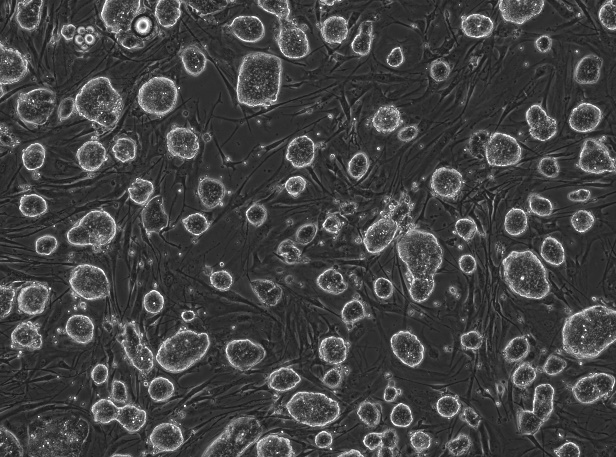 Balb/c Mouse Embryonic Stem Cells