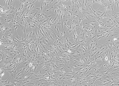 OriCell™ Balb/c Mouse Bone Marrow Mesenchymal Stem Cells
