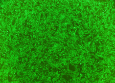 Balb/c Mouse Bone Marrow Mesenchymal Stem Cells With GFP