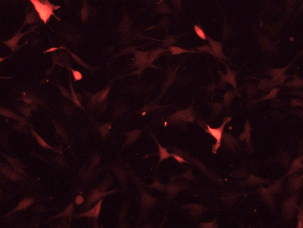 Balb/c Mouse Bone Marrow Mesenchymal Stem Cells With RFP