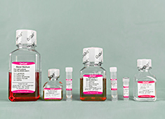 Neuronal Differentiation Medium For Mouse Embryonic Stem Cells