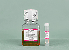 OriCell™ Serum Free Medium For Mouse Neural Stem Cells