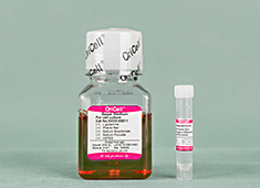 OriCell™ Neuronal Differentiation Medium For Mouse Neural Stem Cells-MUXNX-90081