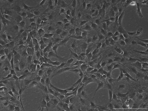 OriCell™ NIH/3T3 Mouse Embryonic Fibroblast Cell Line