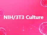 NIH/3T3 Mouse Embryonic Fibroblast Cell Line: Complete Culture Guide and Applications