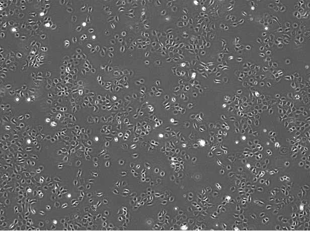 OriCell™ NRK-52E Rat Renal Tubular Epithelial Cell Line
