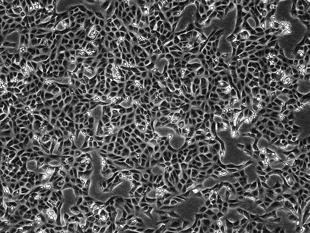 Vero African Green Monkey Kidney Cell Line O2-0201