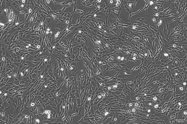RF/6A Monkey Retinal Endothelial Cell Line