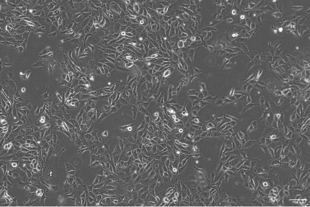 3D4/21 Porcine Alveolar Macrophage Cell Line-P0-0101