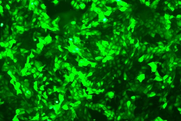 IPEC-J2 Porcine Small Intestinal Epithelial Cell Line with GFP-P1-0103