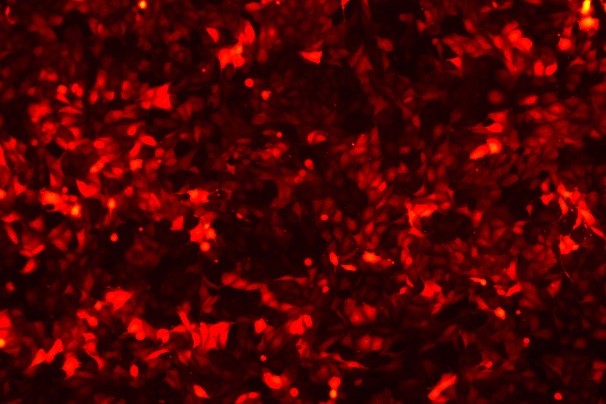 IPEC-J2 Porcine Small Intestinal Epithelial Cell Line with RFP-P1-0104