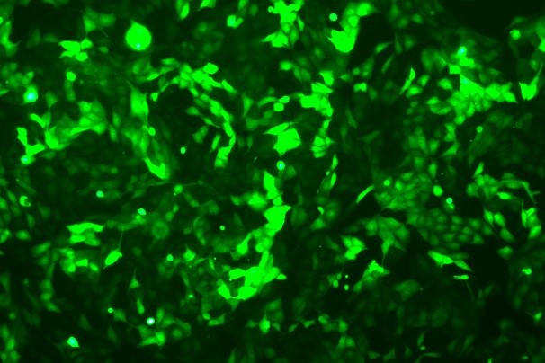 IPEC-J2 Porcine Small Intestinal Epithelial Cell Line with Luciferase & GFP-P1-0105