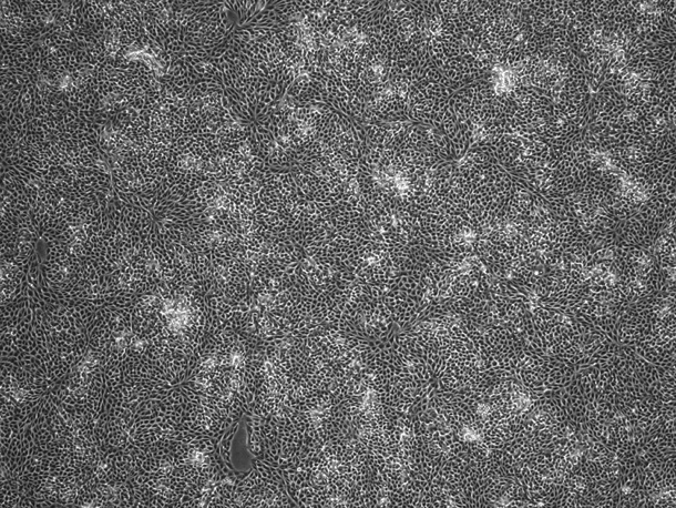 PK-15 Porcine Kidney Cell Line-P2-0101