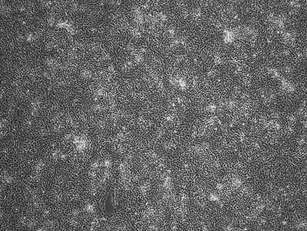 PK-15 Porcine Kidney Cell Line