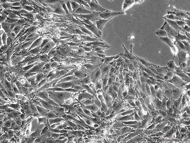 PED Porcine Endothelial Cell Line-P3-0101