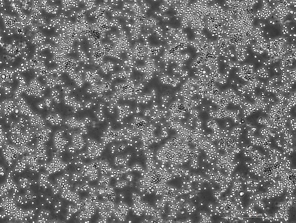 OriCell™ P3X63Ag8 Mouse Myeloma Cell Line