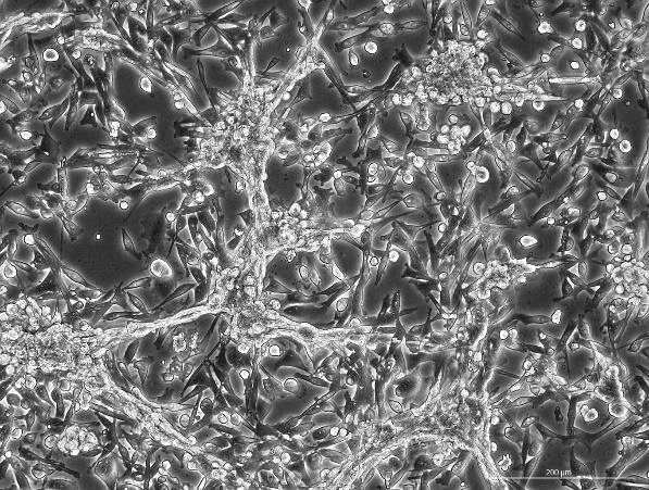 PIEC Porcine Hip Artery Endothelial Cell Line-P7-0101