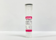 Puromycin (10mg/mL)