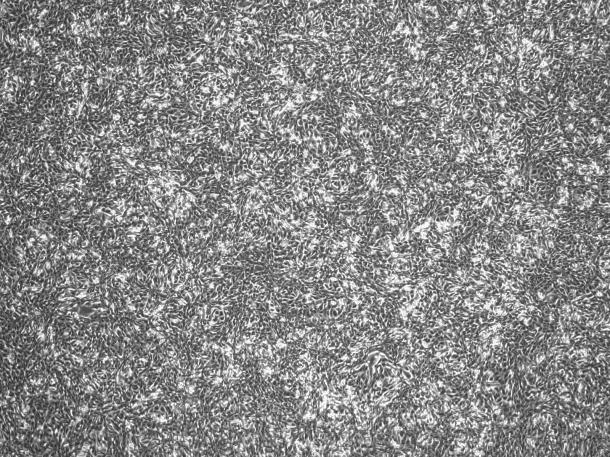 OriCell™ Pan02 Mouse Pancreatic Cancer Cell Line