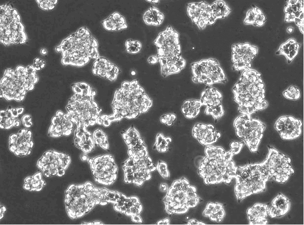 AR42J Rat Pancreatic Exocrine Cell Line-R2-0201