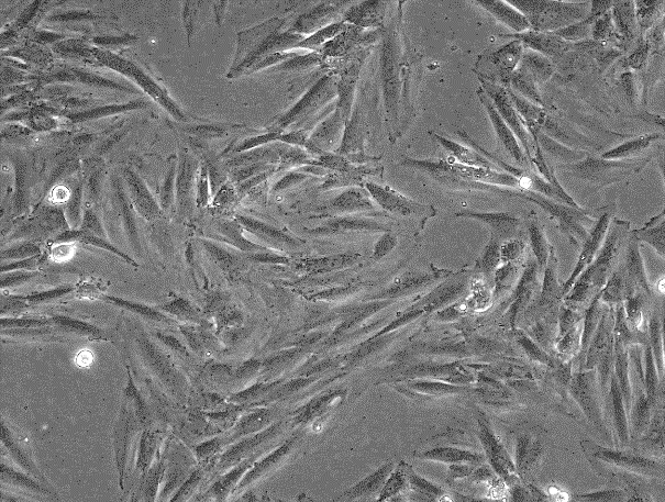 H9c2 (2-1) Rat Cardiomyocyte Cell Line