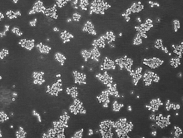 PC-12 Rat Adrenal Pheochromocytoma Cell Line (Undifferentiated)-R4-0201