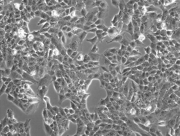 UMR-106 Rat Osteosarcoma Cell Line-R7-0201