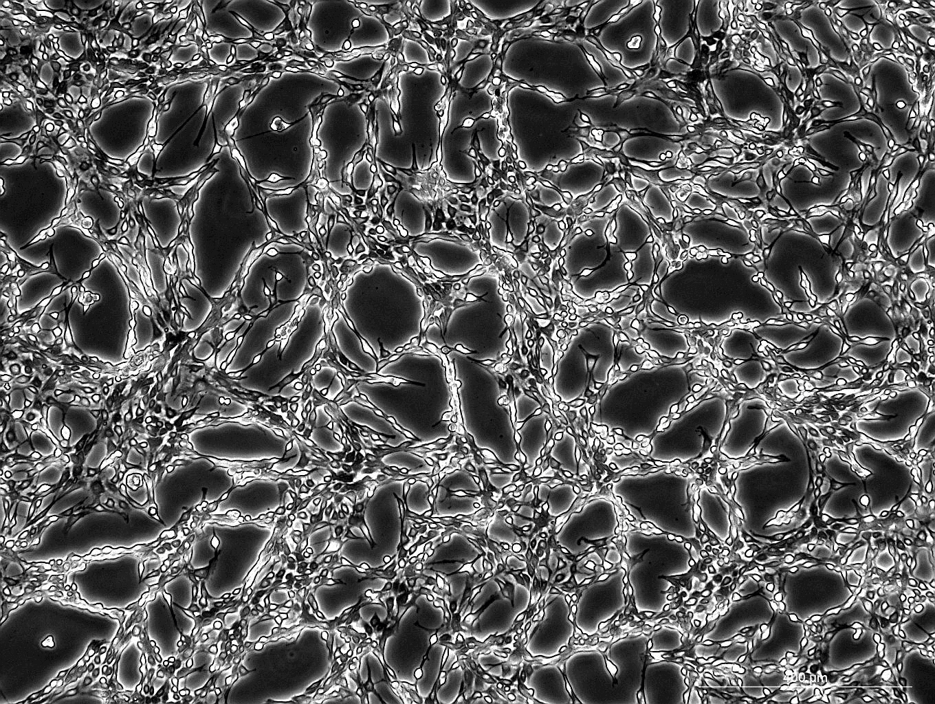 OLN-93 Rat Oligodendrocyte Precursor Cell Line-R8-0301