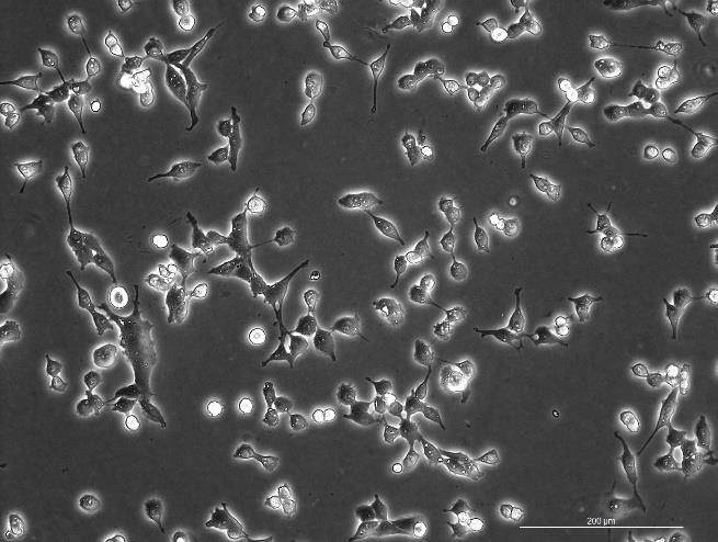 RSC 96 Rat Schwann Cell Line-R8-0601