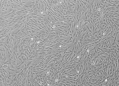 OriCell™ F344 Rat Bone Marrow Mesenchymal Stem Cells