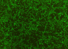 OriCell™ F344 Rat Bone Marrow Mesenchymal Stem Cells With GFP