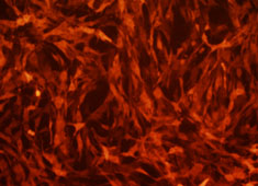 OriCell™ F344 Rat Bone Marrow Mesenchymal Stem Cells With RFP