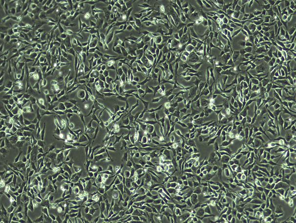SD Rat Knee Articular Chondrocytes